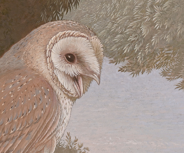 Barn Owl (detail ) <p>.