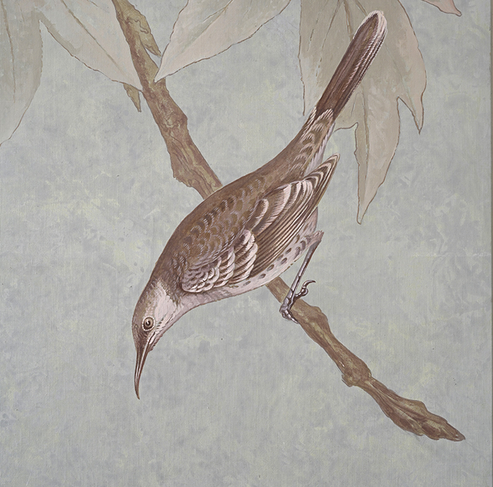 Floreana Mocking bird <p><h6>( Detail )</h6>.