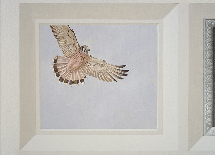 American Kestrel<p><h6>( Detail )</h6><p>.