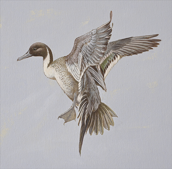 Pintail duck<p>.