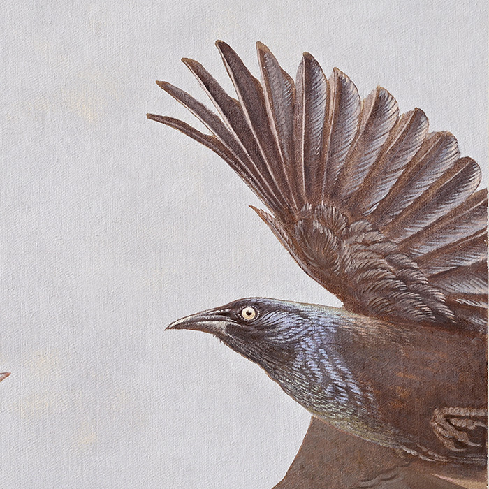 Common Grackle<p><h6>( Detail )</h6><p>.