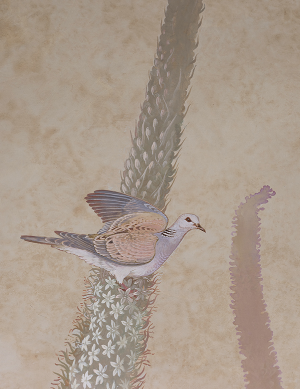 Turtledove ( Gamiema )  in a towering Agave flower.