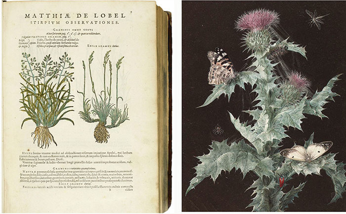 Delicate 16th and 17th c. botanical images like these magnificent ones by Matthias Lobel and Barbara Dietzsch as point of departure.<p>