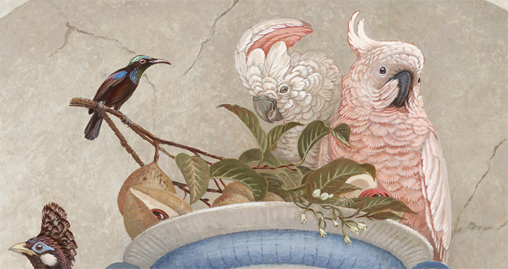 Cockatoos, Nutmeg, Black Sunbird and a Long-Crested Myna. <p>- Banda - Molucca\'s -<p>.