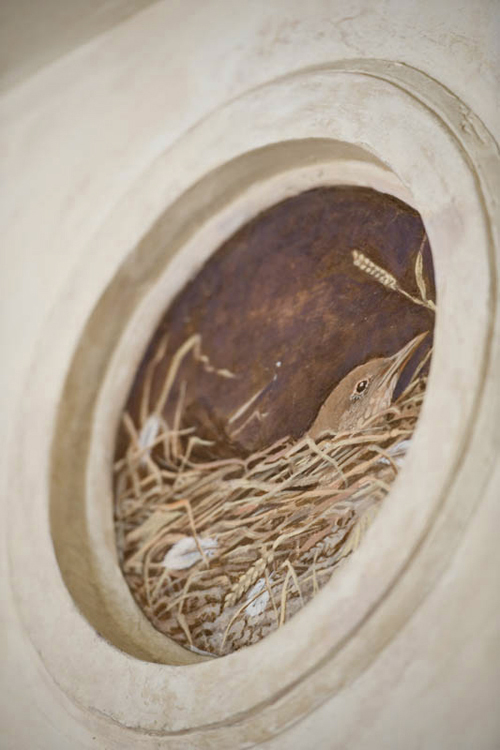 A nesting blackbird. <p>.