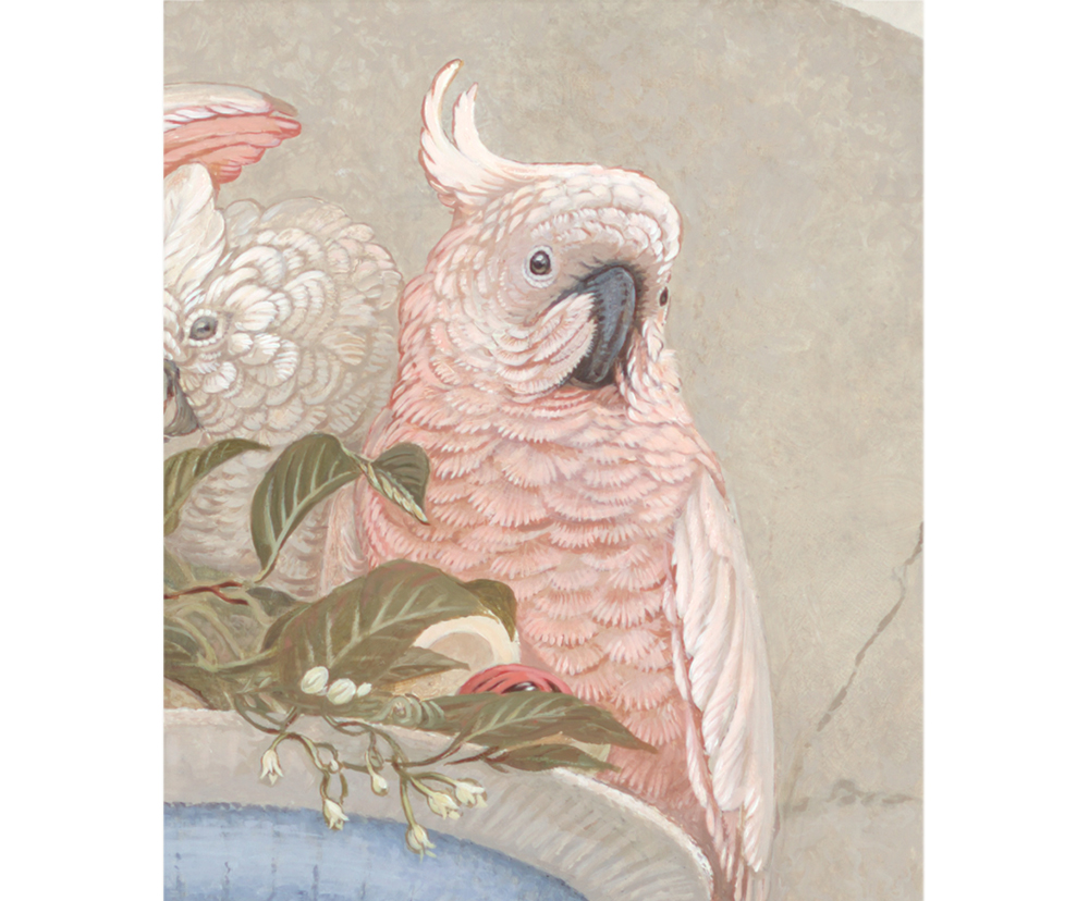 Cockatoos, Nutmeg,  <p>- Banda - Molucca\'s -<p>.