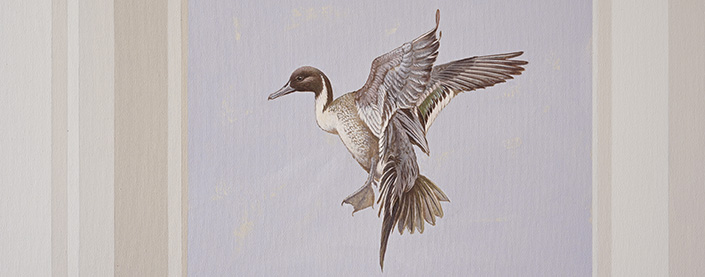 Pintail duck<p>.