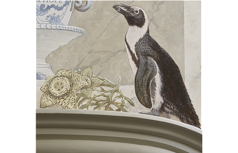 African \"Cape\" penguin and Stapelia flower<p>.