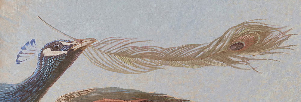 Other one’s Feathers
