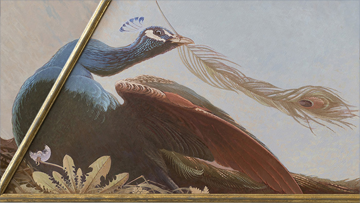 A Peacock and one of its feathers ( detail )<p> the dandylion ( Taraxacum officinale ) seems to mimic the birds tail. <p>.