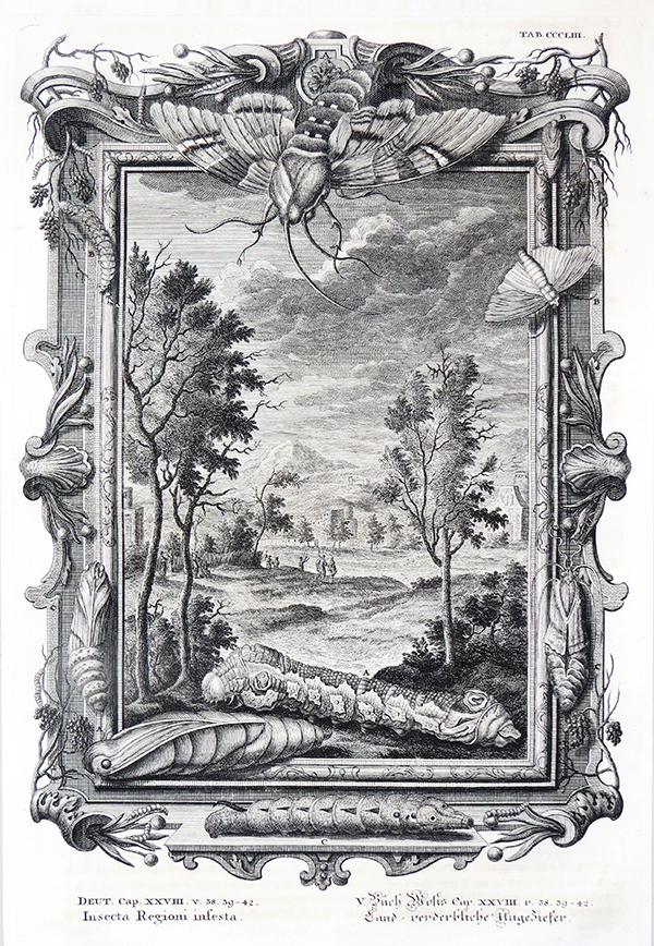 Johann Jakob Scheuchzer.
Insecta regioni infesta – Deutr. 28:38/42. <p>
Copper engraving  from  “Physica Sacra” - Augsburg 1731,  
(“Geestelyke Natuurkunde” - Amsterdam 1735),
<p> Engraving; Martin Tyroff ( 1705 / 59 ), 
collection Korver.
